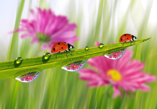 Fresh green grass with dew drops and ladybugs closeup. 