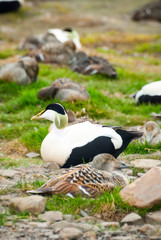 Common eider nesting