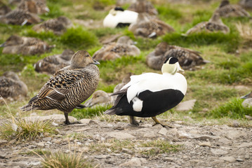 Couple of common eiders in Arctic, Svalbard