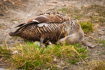 Female common eider bird laying eggs