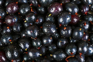 Heap of wild black currant close up