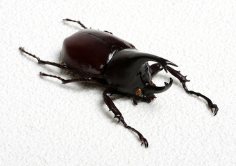beetle