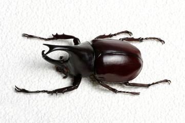 beetle