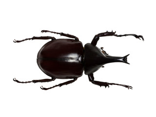 Rhinoceros beetle