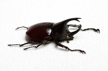 beetle