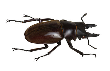 Stag beetle