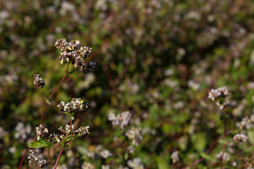buckwheat close-up in September
