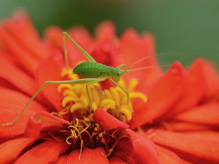 grasshopper