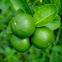 Growing organic lemons