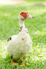 White duck walking on green grass