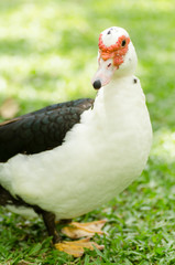 Close up of white duck on green grass