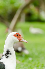 Close up of white duck
