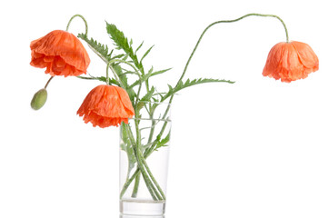 poppies in glass vase isolated on white background