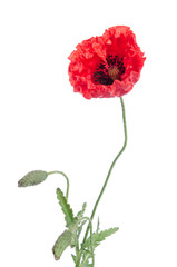 single red poppy isolated on white