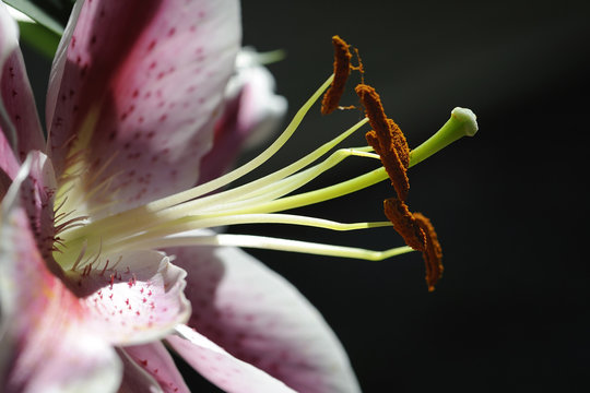 pistil et &eacute;tamines de lys