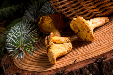 Chanterelle