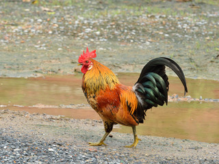 A brightly colored cockerel in a field in springtime