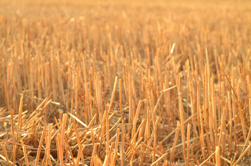 Wheat field after harvest