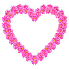 the heart of the purple aster flowers isolated on white backgrou