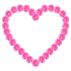 the heart of the purple aster flowers isolated on white backgrou