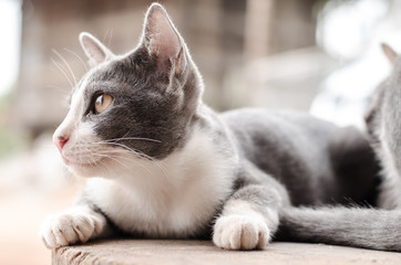 Cute cat relax on wooden background
