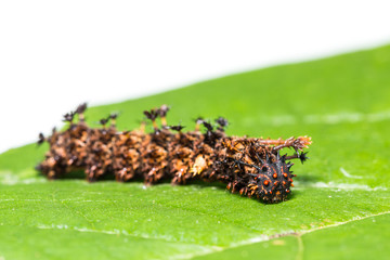 Common Commander caterpillar