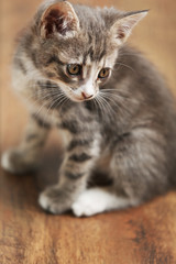 Naklejka na ściany i meble Cute gray kitten on floor at home