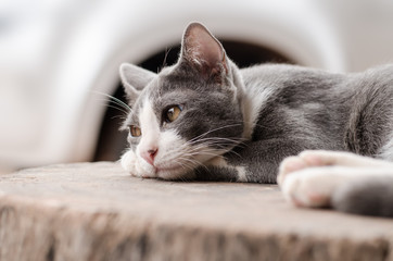 Cute cat sleeping on wooden,lonely concept