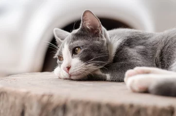 Tuinposter Kat Cute cat sleeping on wooden,lonely concept