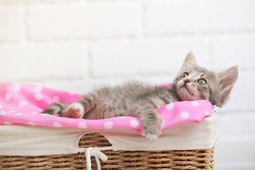 Fototapeta na wymiar Cute gray kitten in basket in room