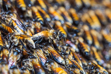 Giant honey bees