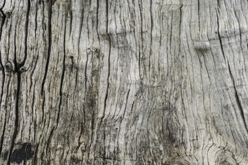 texture of tree photography