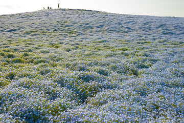 ネモフィラの丘