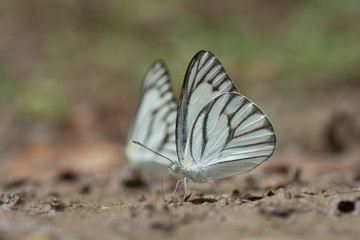 Small butterfly sucking water from the ground .