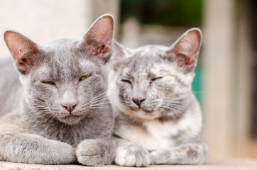 Couple cat are sleep together