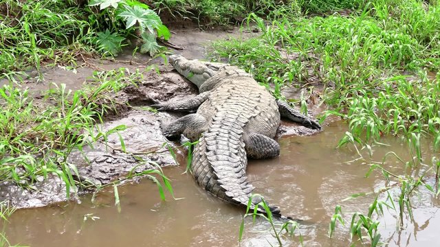 American crocodile (Crocodylus acutus), animal sleeping on river bank, Rio Tarcoles, Costa Rica, Central America. Wild animals, fauna, nature, wildlife, reptiles