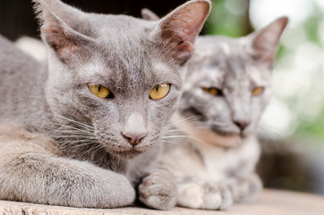 Couple cat are relaxing on the wooden