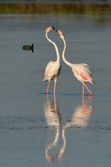 2 flamants
