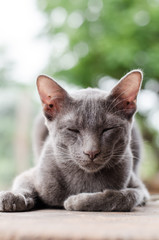 Gray cat is sleeping on wooden with bokeh background