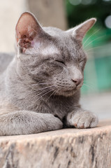 Gray cat sleeping on wooden