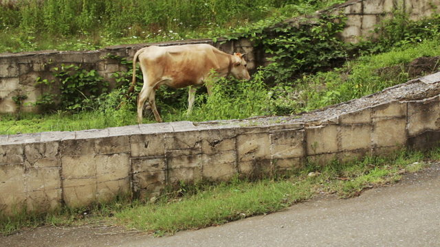 Cow on city street