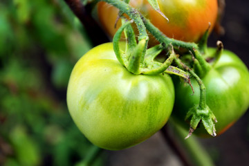 Tomatoes growing in garden