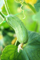 Cucumber growing in garden