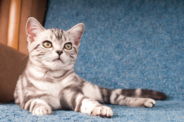 Fototapeta na wymiar Kitten portrait full lenth