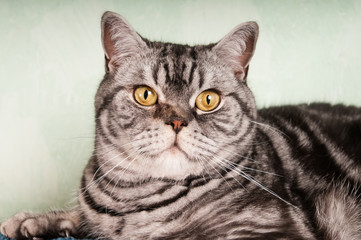 American shorthaired cat