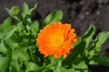 Оранжевая календула