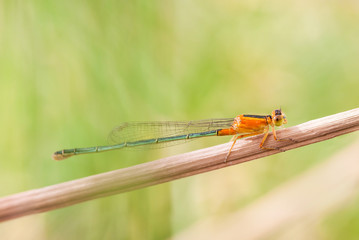 dragonfly