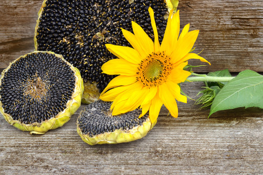 Sunflower with sunflower seeds on wooden texture