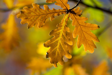 autumn yellow dry oak