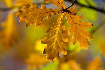 Fototapeta na wymiar autumn yellow dry oak